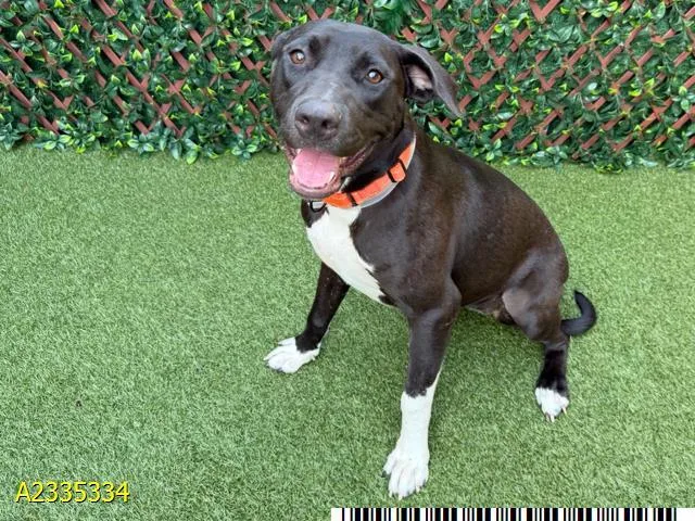 A young medium-sized female Mixed Breed dog named Waffles for adoption in West Palm Beach, FL