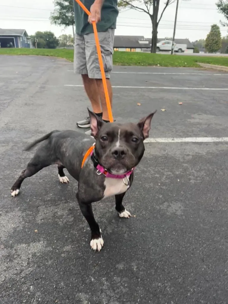 A young medium-sized female Pit Bull Terrier dog named Amelia for adoption in Liverpool, NY