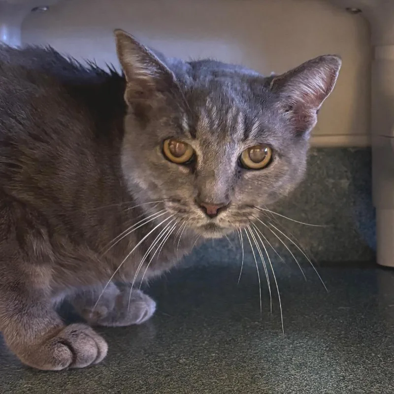An adult medium-sized female Gray / Blue / Silver Domestic Short Hair cat named Lyra for adoption in Naples, FL