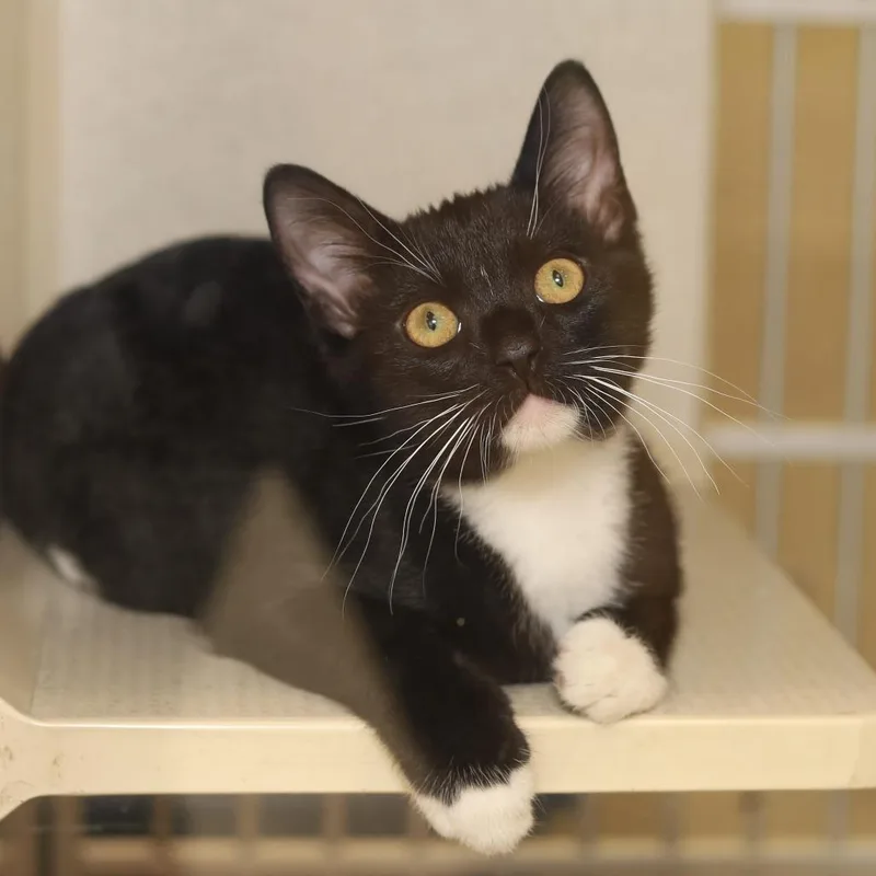 A baby small-sized male Black Domestic Short Hair cat named Batman for adoption in Evansville, IN