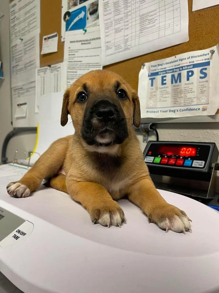A baby large-sized female Mastiff dog named Cove for adoption in Bolivar, MO