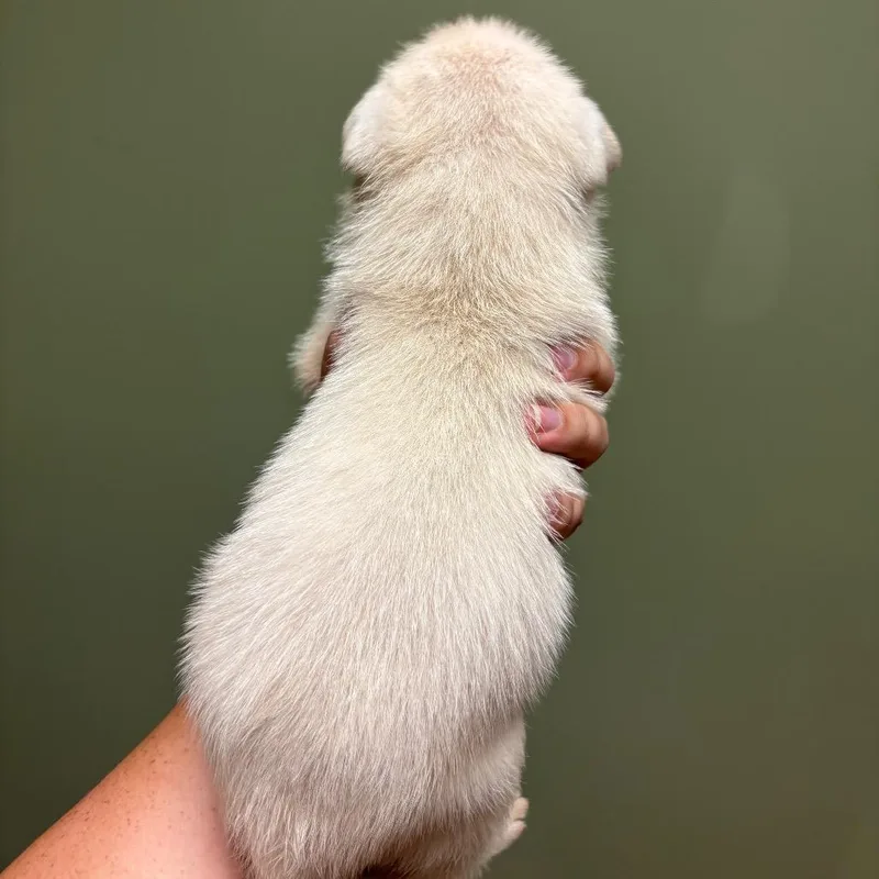 A baby small-sized male Mixed Breed dog named Hibachi for adoption in Springboro, OH