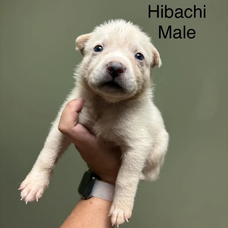 Hibachi thumbnail 4