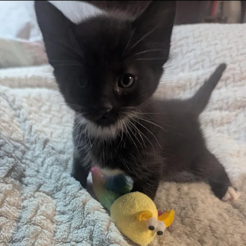 A baby small-sized male Black Domestic Short Hair cat named Boots for adoption in Las Vegas, NV