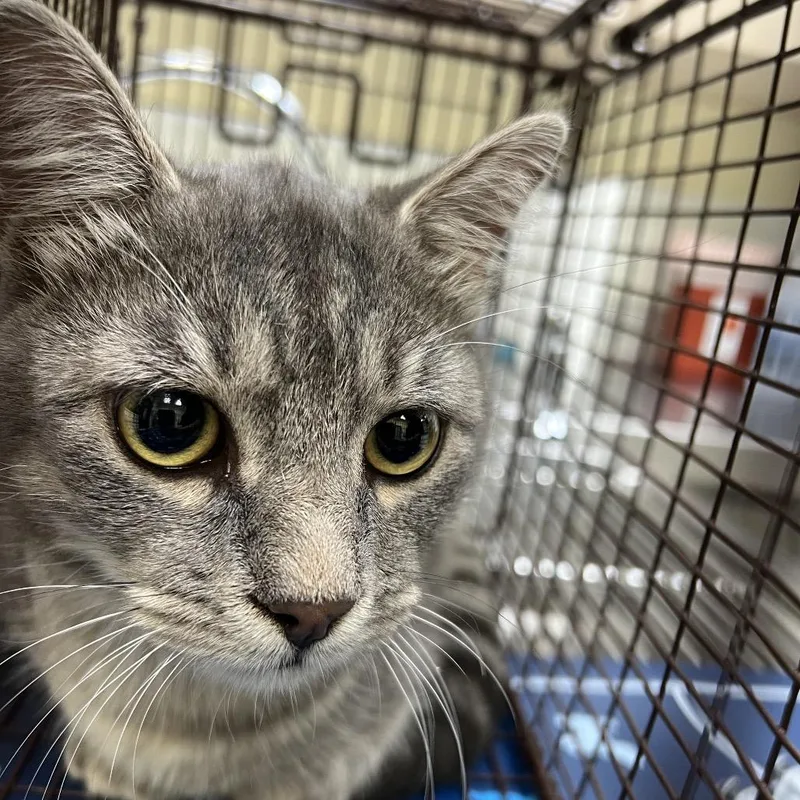 A young medium-sized male Gray / Blue / Silver Domestic Short Hair cat named Feds for adoption in Galveston, TX