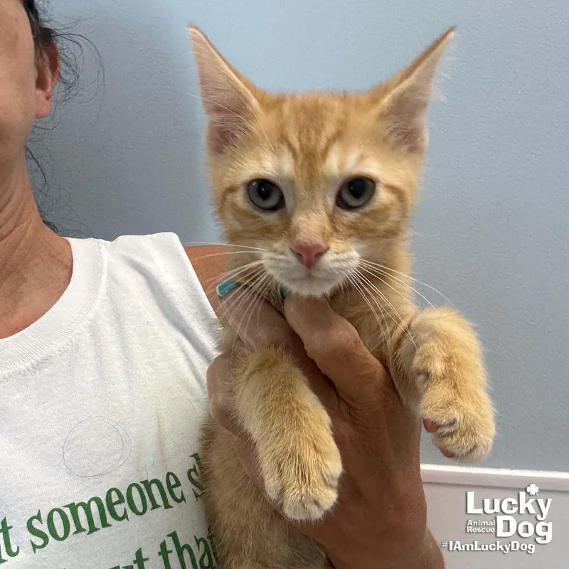 A baby medium-sized male Orange / Red Domestic Short Hair cat named Uri for adoption in Washington, DC