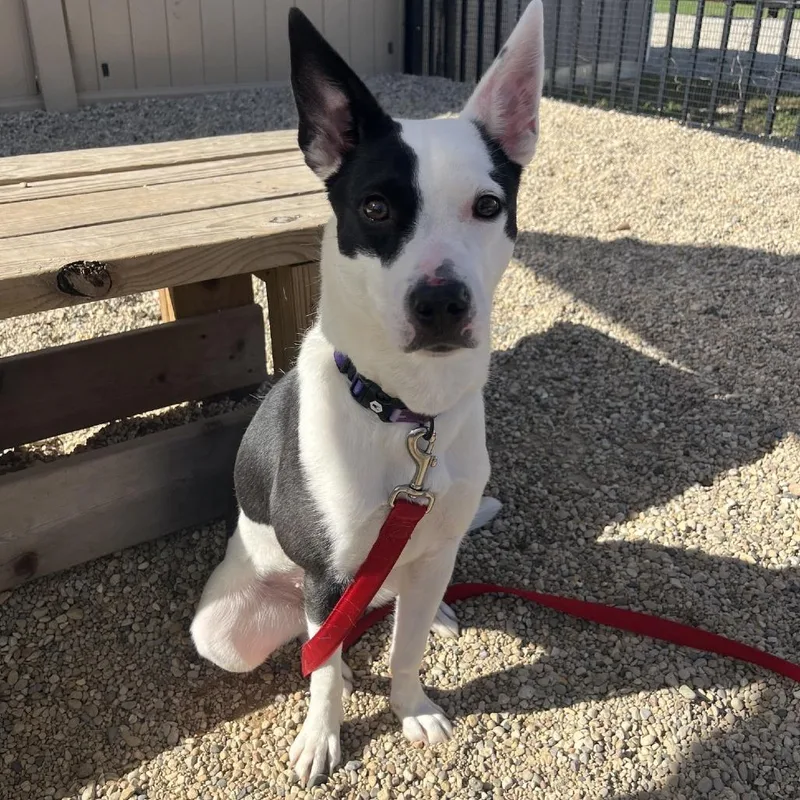 A young medium-sized female White / Cream Border Collie dog named Ria for adoption in South Elgin, IL