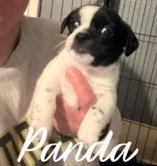 A baby small-sized male Boston Terrier dog named Panda for adoption in Grafton, WI