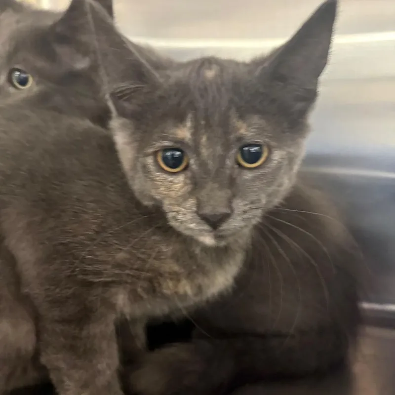 A baby small-sized female Domestic Short Hair cat named Thunder Paw for adoption in Spokane, WA