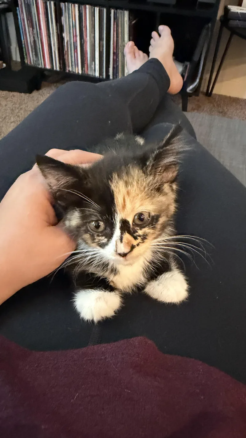 A baby medium-sized female Calico cat named Texas for adoption in Fruit Heights, UT
