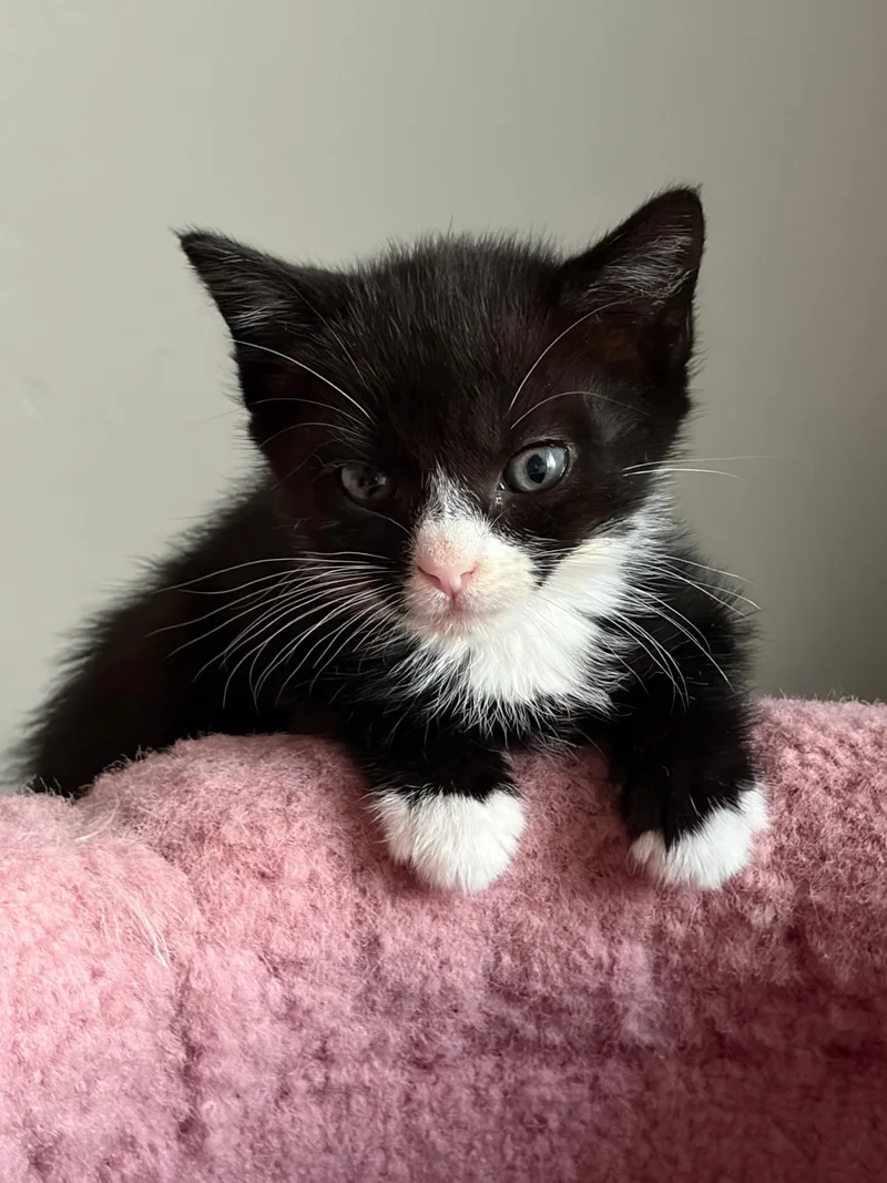 A baby small-sized female Black & White / Tuxedo Domestic Short Hair cat named Mia for adoption in Spotswood, NJ