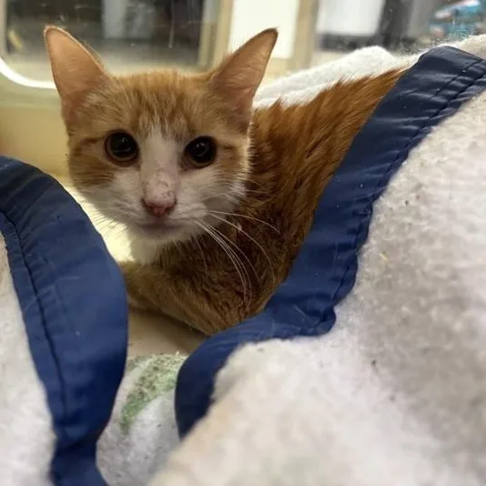 An adult small-sized female Tabby (Orange / Red) Domestic Short Hair cat named Kauai for adoption in Prince Frederick, MD