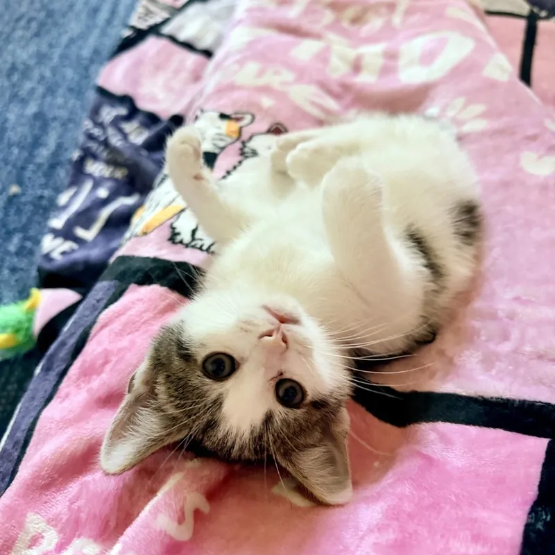 A baby small-sized male White Domestic Short Hair cat named Vanilla's Strawberry for adoption in Potomac, MD