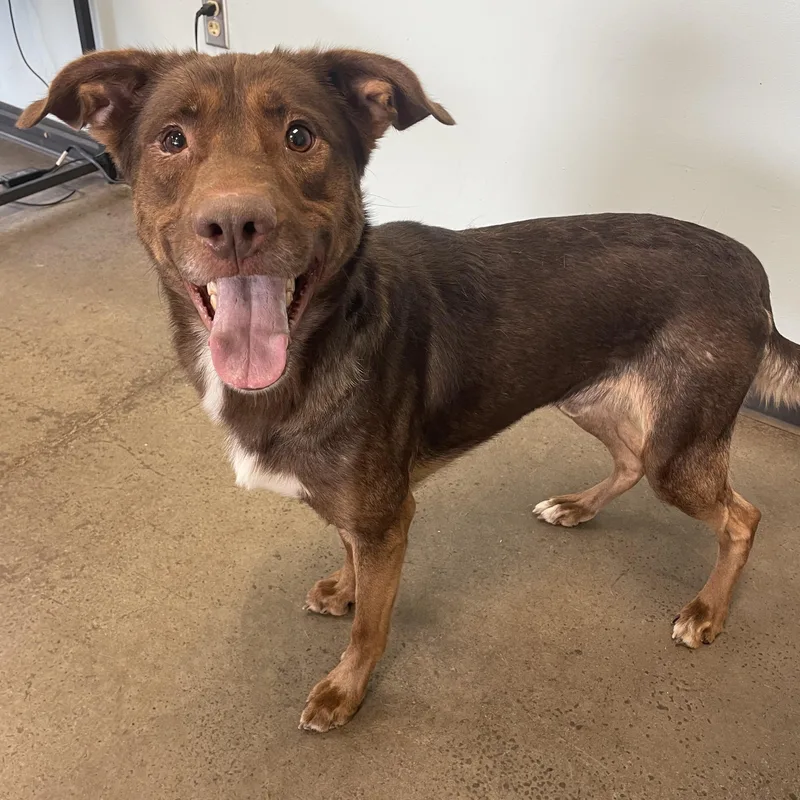 An adult medium-sized male Brown / Chocolate Mixed Breed dog named Gunner for adoption in Mishawaka, IN