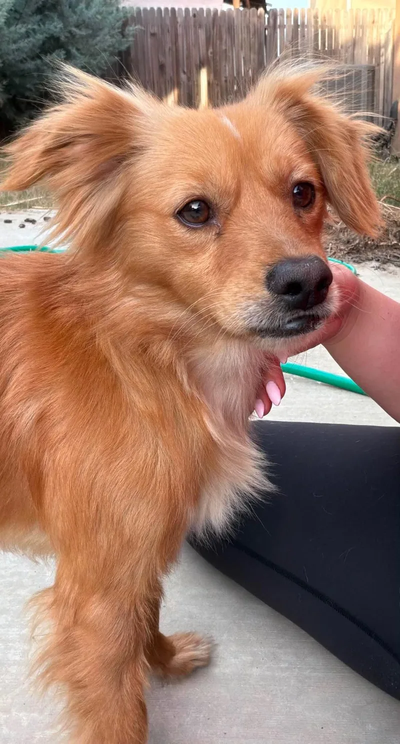 A young medium-sized male Golden Retriever dog named Copper for adoption in Discovery Bay, CA