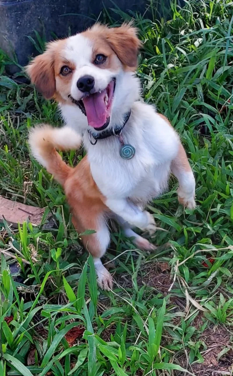 An adult small-sized male Corgi dog named Sidney for adoption in Albion, NY