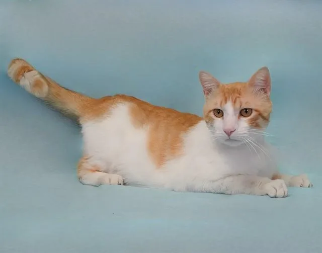A young medium-sized male Domestic Short Hair cat named Jameson for adoption in Gardena, CA