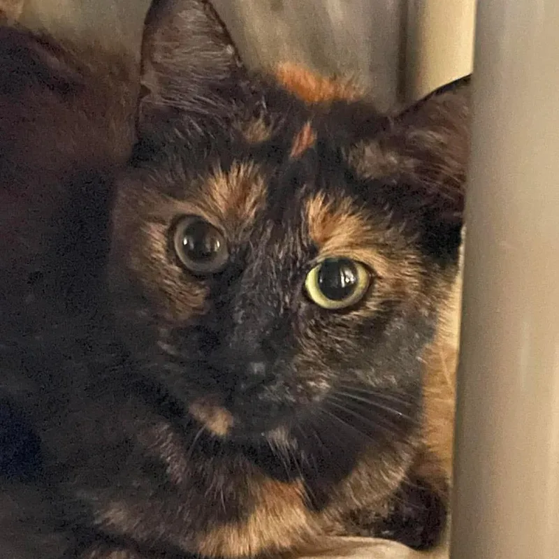 An adult small-sized female Tortoiseshell Domestic Short Hair cat named Phoenix for adoption in Huntsville, AR