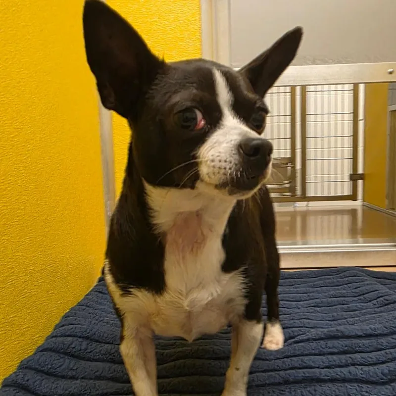 Roxy thumbnail 2