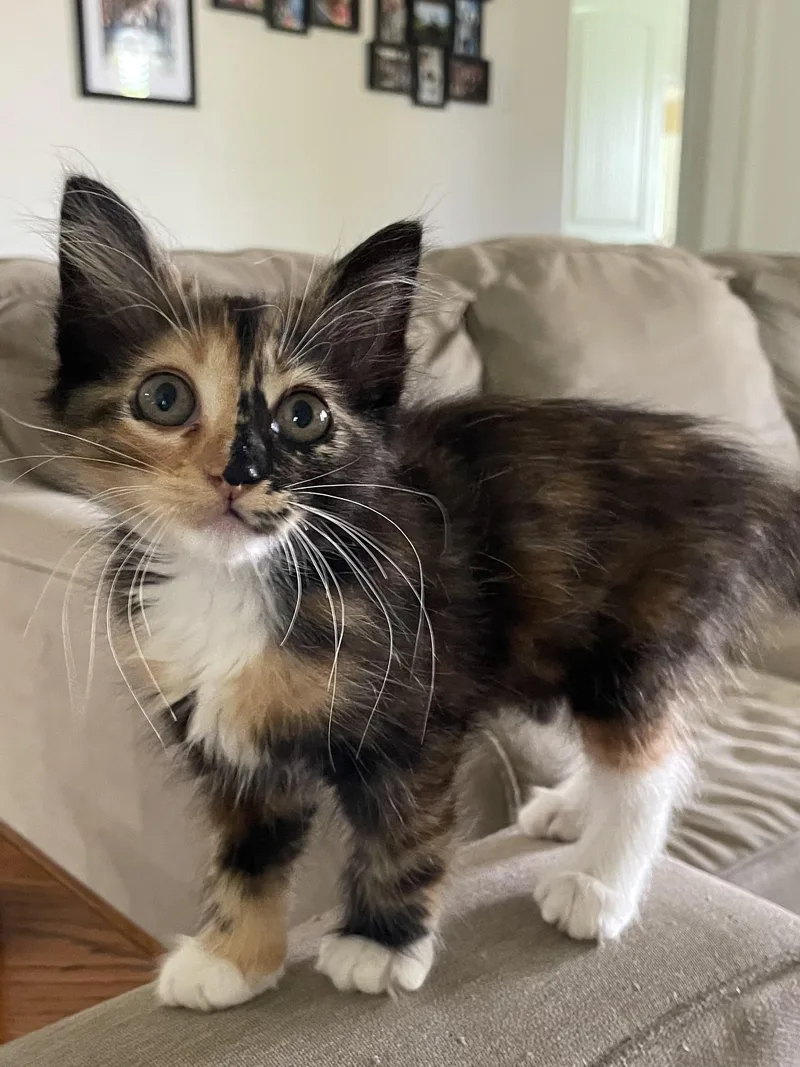 A baby medium-sized female Calico Domestic Medium Hair cat named Trixie for adoption in Magnolia, TX