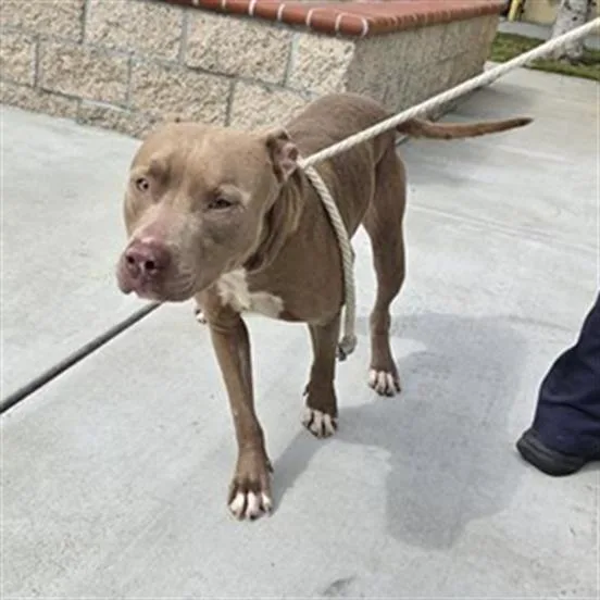 An adult medium-sized male Pit Bull Terrier dog named Arturo for adoption in Downey, CA