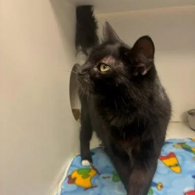 An adult small-sized female Domestic Medium Hair cat named Norah for adoption in Jeffersonville, IN