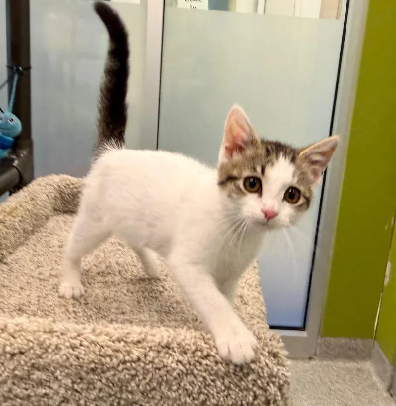 A baby medium-sized female Domestic Short Hair cat named Chrysathemum for adoption in Columbia, IL