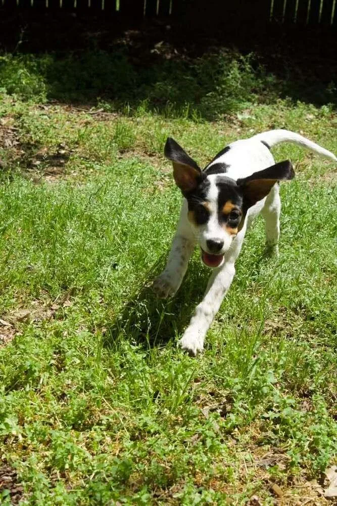A baby medium-sized female Tricolor (Brown, Black, & White) Beagle dog named Purdy for adoption in Woodbridge, VA