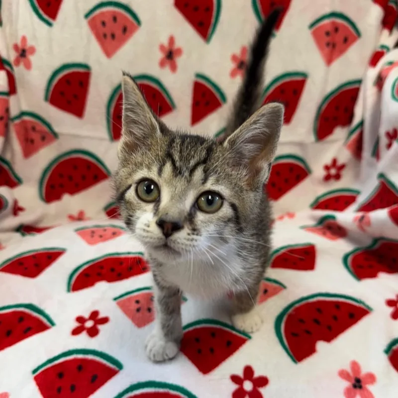 A baby small-sized male Brown / Chocolate Domestic Short Hair cat named Zipper for adoption in Kittanning, PA