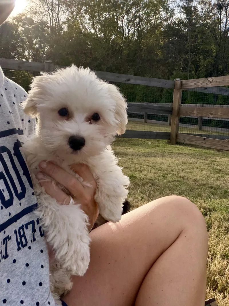 A baby small-sized male White / Cream Maltese dog named Gus  Ozzie and for adoption in Franklin, TN