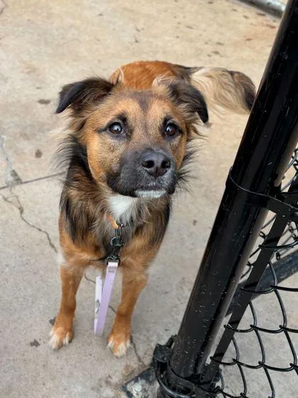 A baby small-sized female Mixed Breed dog named Fish Fingers for adoption in Knoxville, TN