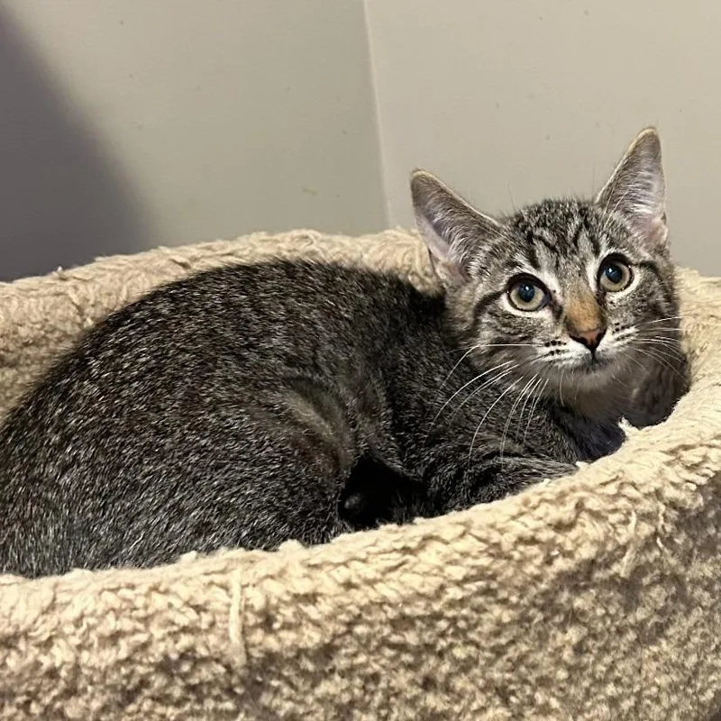 A baby medium-sized female Domestic Short Hair cat named Bria for adoption in Youngsville, NC