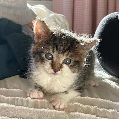 A baby small-sized male Domestic Medium Hair cat named Mein for adoption in Cumming, GA