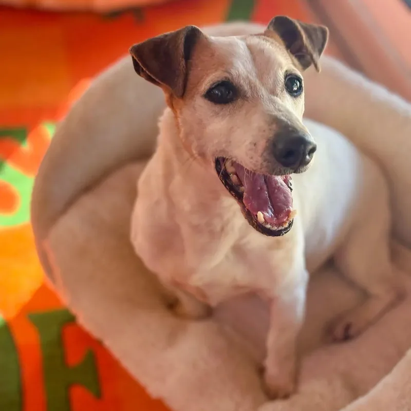 Ms. Happy Woody