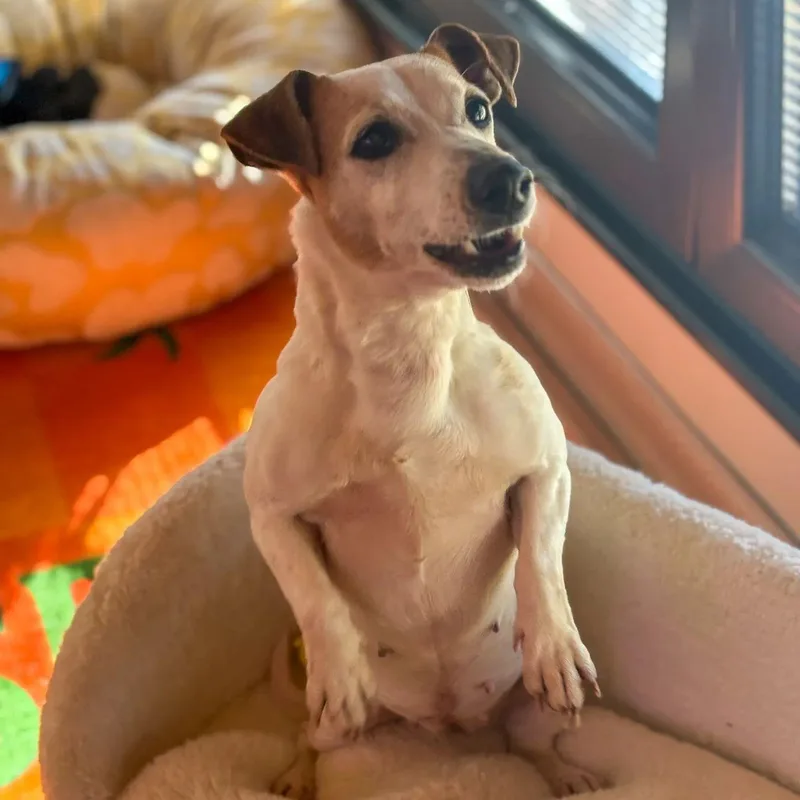 Ms. Happy Woody thumbnail 2