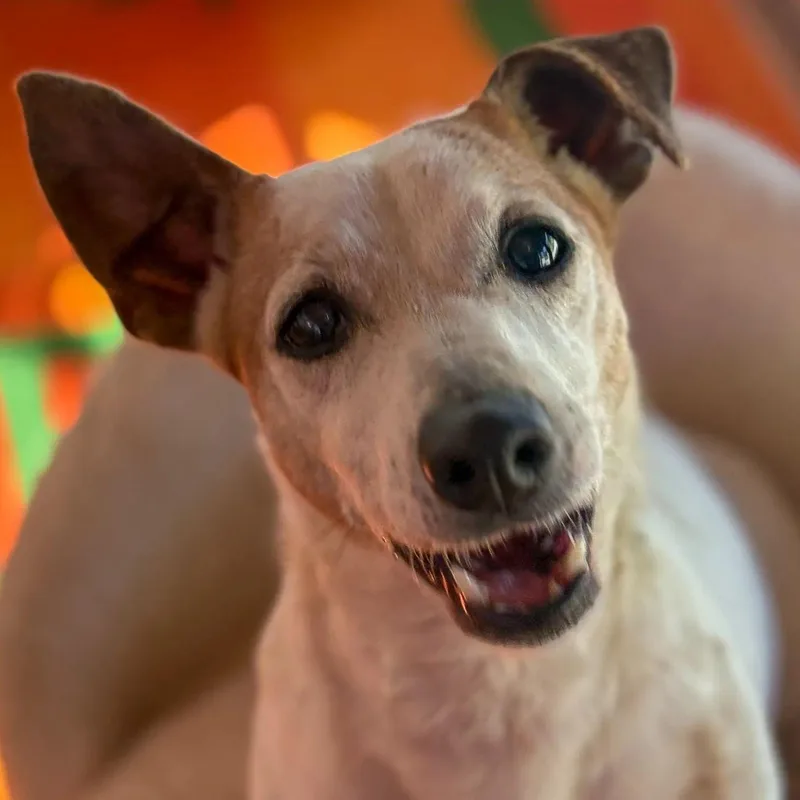 Ms. Happy Woody thumbnail 3
