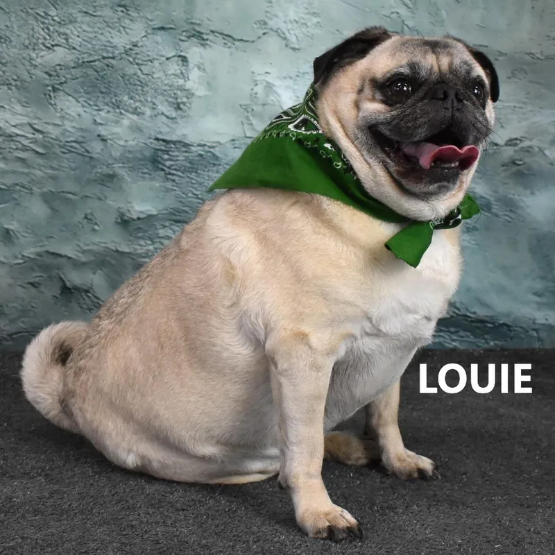 A senior small-sized male Pug dog named Louie for adoption in Yuma, AZ