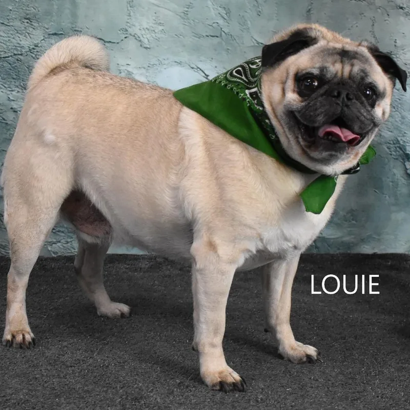 Louie thumbnail 2