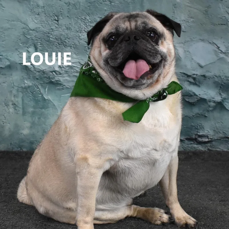 Louie thumbnail 3