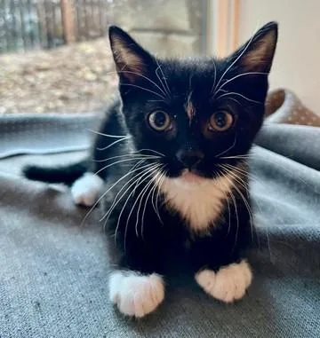 A baby small-sized female Domestic Short Hair cat named Garnett for adoption in Denver, CO