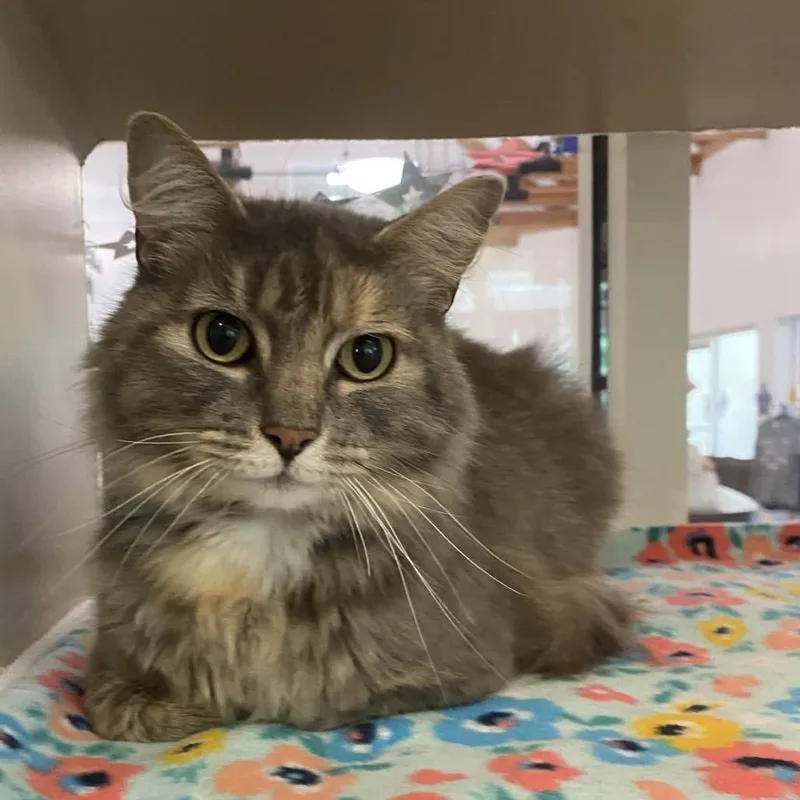 An adult medium-sized female Gray / Blue / Silver Domestic Medium Hair cat named Sioux for adoption in Gloucester, VA