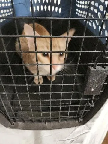A young small-sized male Domestic Short Hair cat named Burce Lee for adoption in Page, AZ