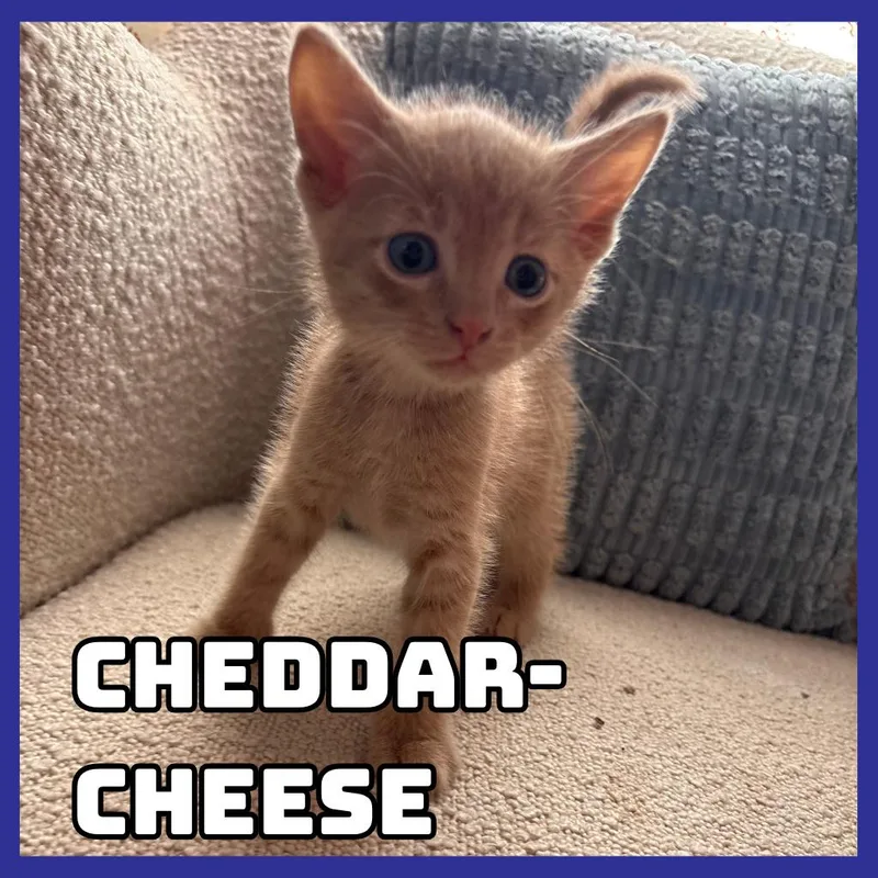 A baby small-sized male Orange / Red Domestic Short Hair cat named CheddarCheese for adoption in Glenwood, MN