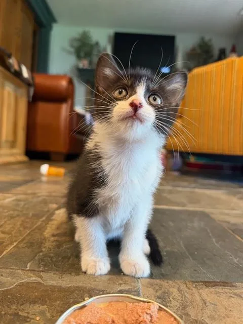 A baby small-sized female Domestic Short Hair cat named Boots for adoption in West Valley City, UT