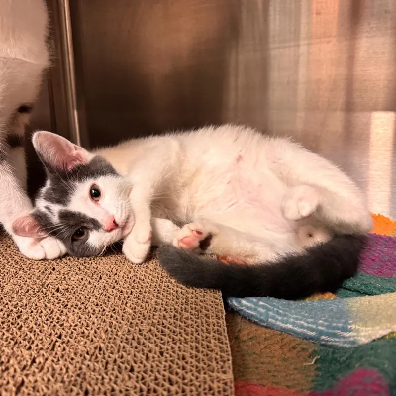 A baby small-sized male White Domestic Short Hair cat named Cadabra for adoption in Lake Panasoffkee, FL