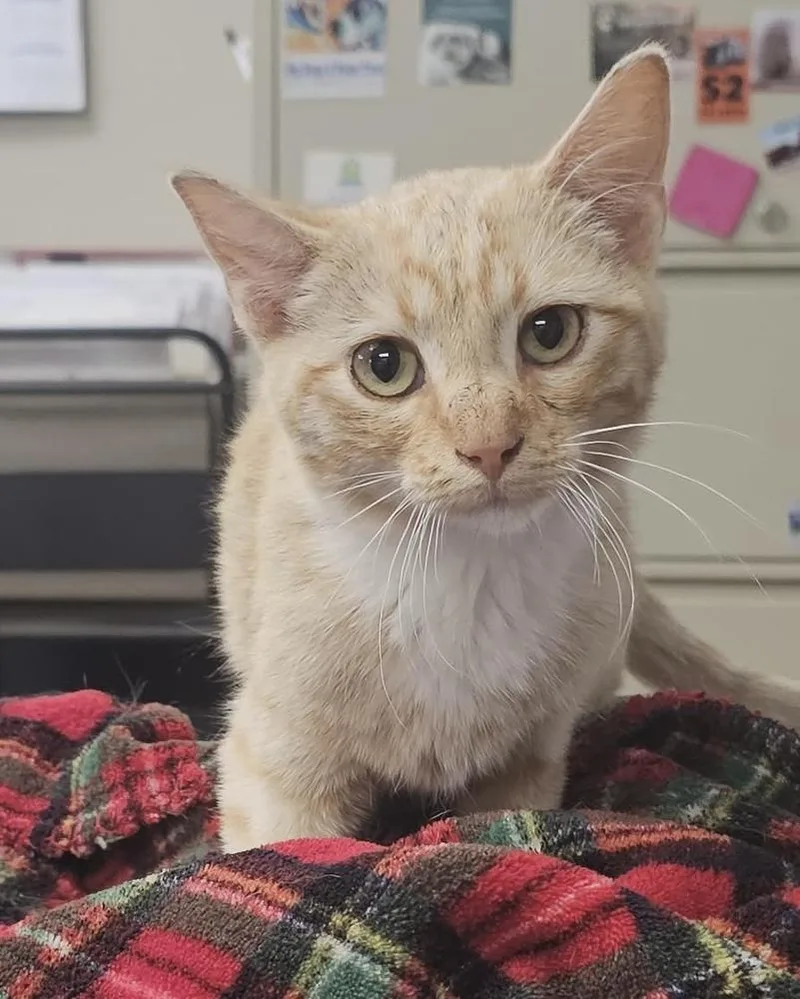 A baby small-sized male Orange & White Domestic Short Hair cat named Chris for adoption in Fremont, NE