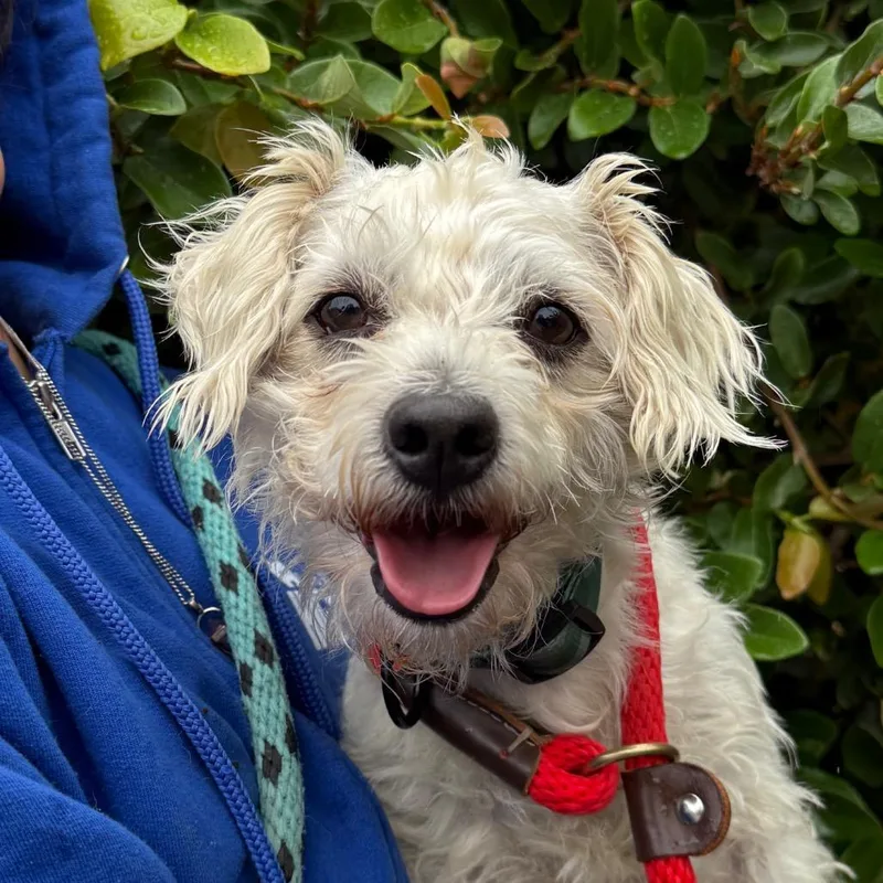 An adult small-sized male White / Cream Standard Poodle dog named Casper for adoption in Santa Barbara, CA