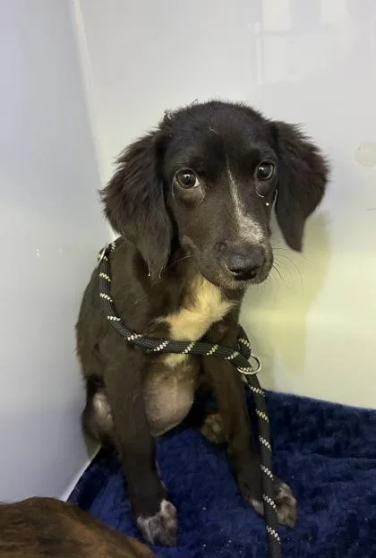 A baby medium-sized female Shepherd dog named RoseArt for adoption in Gainesville, FL