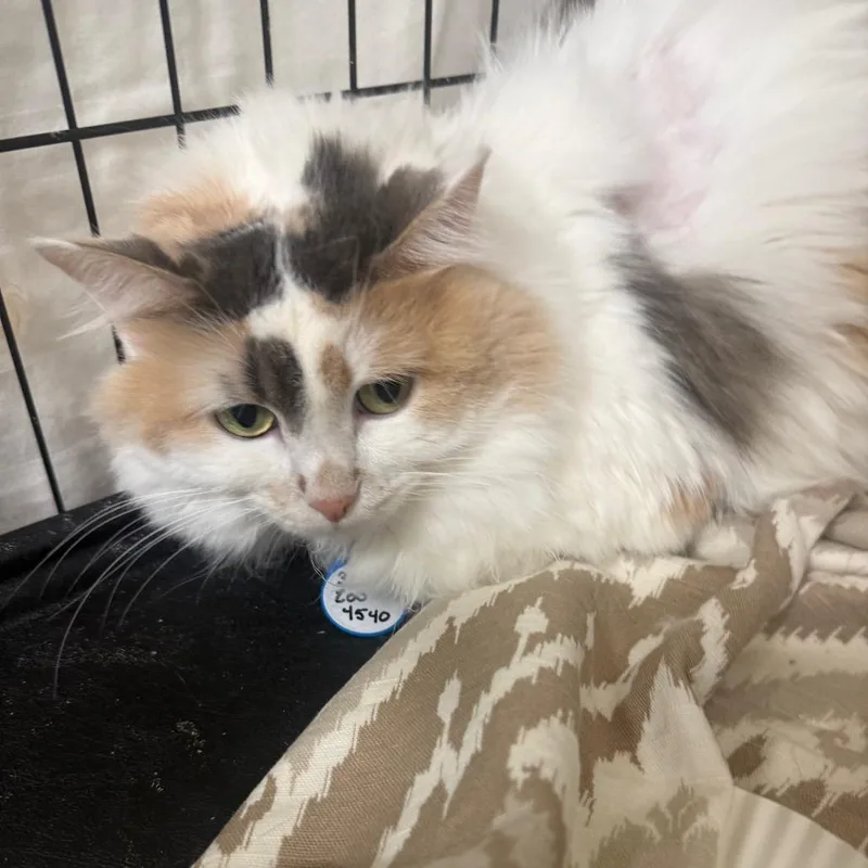 An adult medium-sized female White Domestic Long Hair cat named Cali for adoption in Normal, IL