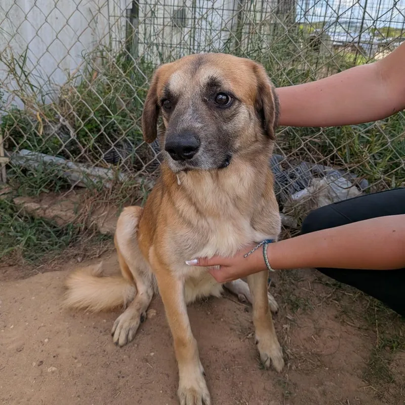 A senior medium-sized male Yellow / Tan / Blond / Fawn Mixed Breed dog named Blueberry for adoption in Anderson, TX